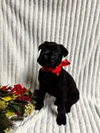 Male Cane Corso / Lab 8 Weeks Old