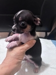 Tiny Toy Chihuahua Puppies
