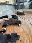 Walker Hound/Black Mouth Cur mix puppies