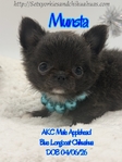 AKC Beautiful Blue Male Applehead Longcoat Chihuahua