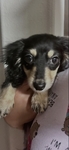 Male mini longhair dachshund