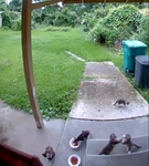 Free cats