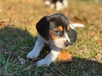 Beagle Puppies 6 weeks old