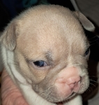 French Bulldog Puppies