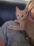 Free male kitten