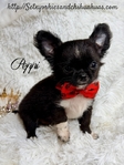 AKC Micro Male AKC Applehead Longcoat Chihuahuas