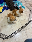 Pembroke corgis