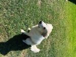 Great Pyrenees