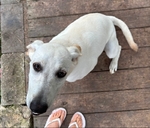 AKC Lab female