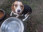 AKC Reg. Beagle pups