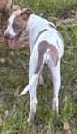 Female Pitbull