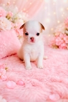 Chihuahua puppies Apple head Gorgeous!