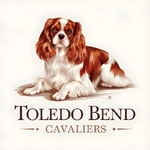 AKC CHAMPION BLOODLINE CAVALIER KING CHARLES SPANIEL