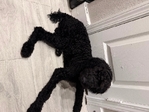 4.5 mo old female Standard poodle