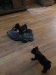 Pug puppies