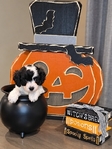 Cavapoochon Puppies