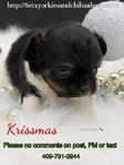 AKC Female Applehead Longcoat Chihuahuas