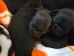 Black pug puppies