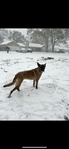German shepherd and Belgian mal mix