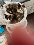free Calico Kittens