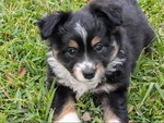 Mini Australian Shepherd Puppies
