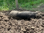 Kunekune pigs