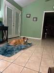 Black Mouth Cur/Yellow Lab