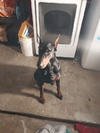 Doberman mix pitbull XL puppy