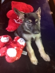 AKC GORGEOUS CHAMPION BLOODLINE GERMAN SHEPHERD PUPPIES