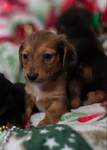 Beautiful Dachshund Puppies