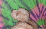 Three Sweet 8 week old Tea Cup shih poo puppies