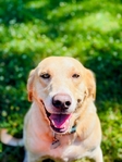 American Labrador