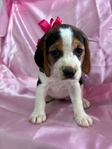 Beagle puppies AKC