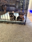 CKC Registered Yorkie Puppies for Sale