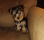 Precious Yorkie Puppies, CKC Registered