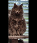 Rehoming 4 year old female cat