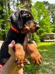 Doberman Puppies for sale