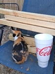 Free kittens + orange momma cat