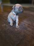 Cane Corso Puppies