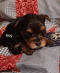CKC Registered Parti Yorkies and Traditional Yorkies