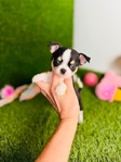 Chihuahua puppies