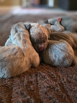 Formentino Cane Corso Puppies!