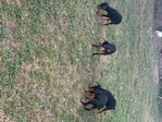 Doberman puppies