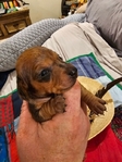 Register Dachshund NAPR