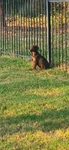 Doberman Pinscher Puppies