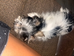 Male Yorkie