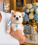 Teacup & Tiny Toy Chihuahua puppies