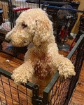 1 year and a half Female Standard Poodle