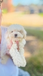 OMG. So cute !!  Two toy Poodle puppies