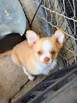 AKC Longcoat Applehead Chihuahuas